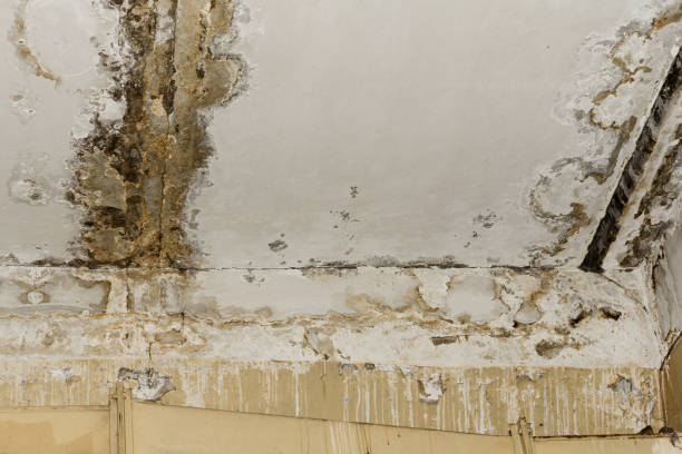 Best Asbestos and Lead Testing During Mold Inspection  in Hale Center, TX